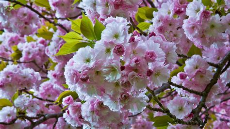 How to Plant, Grow, and Care for Cherry Blossom Trees.